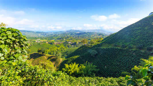 All About Altitude: How Altitude Levels Affect Coffee