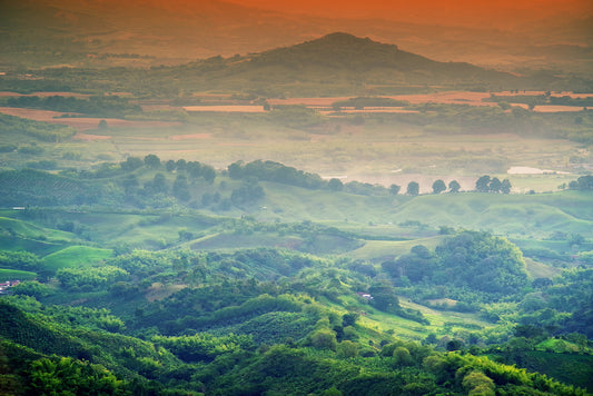 Single Origin Showcase: Colombia