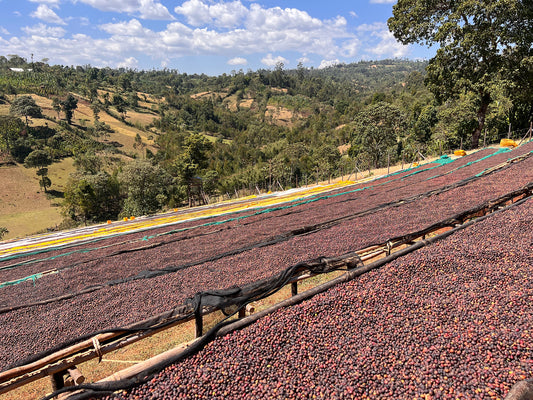 Single Origin Showcase: Ethiopia