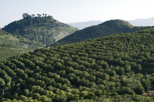 Single Origin Showcase: De Bourbon