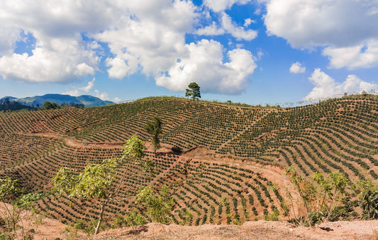 Single Origin Showcase: Honduras
