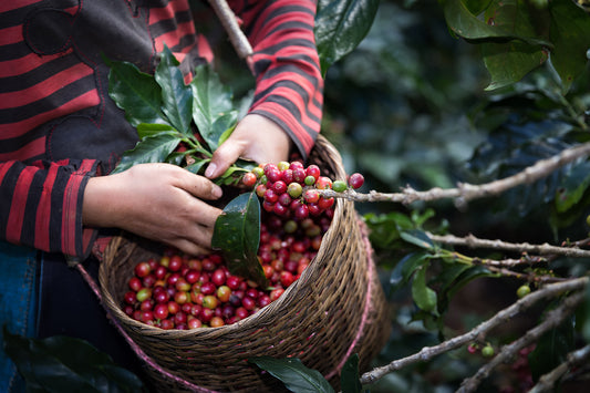 What’s So Special About Specialty Coffee?