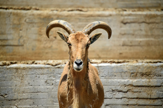 An Un-Baa-lievable Tale: How Goats Discovered Coffee