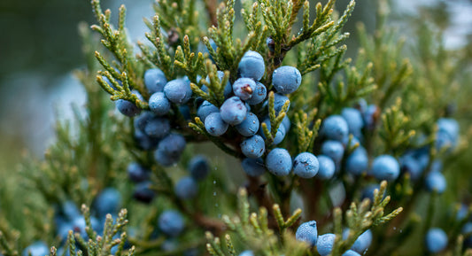 Everything You Need to Know About the Health Benefits of Juniper Berries
