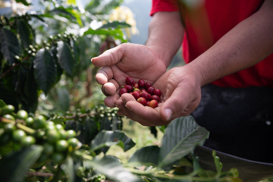 How Drinking Sustainable Coffee Builds a Sustainable Future
